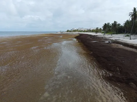 Sargazo — CAP CANA (Este)